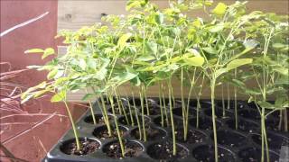 How to grow the moringa super food as micro greens [upl. by Eiclud]