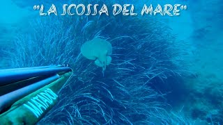 pesca sub  LA SCOSSA DEL MARE⚡ spearfishing arbalete Matador [upl. by Eob]