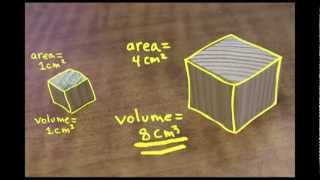 Small is Mighty the SquareCube Law [upl. by Jenness]