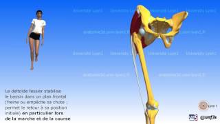 Le deltoïde fessier grand fessier et tenseur du fascia lata [upl. by Lebiram]