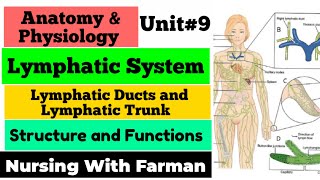 Lymphatic System In UrduHindi  Anatomy and PhysiologyI Chap  9  Lymphatic System Function [upl. by Leggat]