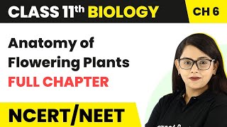 Anatomy of Flowering Plants l Lecture 10 l Biology l NEET [upl. by Corbett]