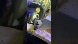 Moray eel in Georgia Aquarium [upl. by Notsirhc]