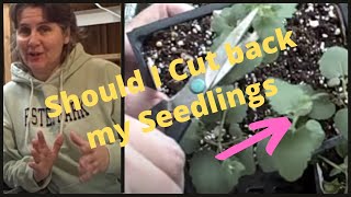 Should You TrimCut Back Your Seedlings [upl. by Narad]