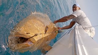 Monster Goliath Groupers with NFL Linebacker Sam Barrington  4K [upl. by Amal]