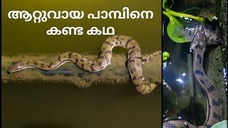 മീൻ പിടിക്കുന്ന ആറ്റുവായ് പാമ്പ്  Dogfaced Water snake hunting fish rescue reptiles sarpa [upl. by Einnor907]