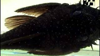 Ancistrus macrophthalmus Bushymouth Pleco Bearded Pleco [upl. by Klusek205]