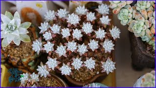 다육식물 화이트그리니 모든 궁금증을 해결해 드립니다succulent 多肉植物 Dudleya Cactus garden plant [upl. by Skcirdnek]