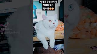 체터링하는 고양이 귀여움폭발 cute cat chattering [upl. by Nyleahs]