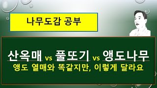 산옥매의 특징  산옥매 vs 풀또기 vs 앵도나무 [upl. by Aennyl]