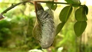 Atlas moth larva pupating [upl. by Eeimaj]