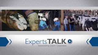 How to Identify Prevent and Manage Lameness in Cattle [upl. by Millan650]