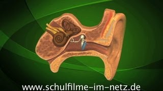 Das Ohr  Schulfilm Biologie [upl. by Ferrick95]