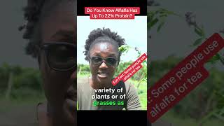 Why You Need Alfalfa At Your Farm Part 2 semanhyiafarms farminginafrica [upl. by Tayler]