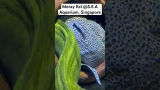 MORAY EEL  SEA AQUARIUM  SENTOSA SINGAPORE  shorts [upl. by Hauser]