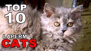 TOP 10 LAPERM CATS BREEDS [upl. by Aicrag328]