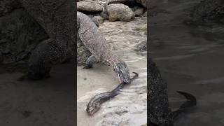 The speed at which a Komodo dragon catches a moray eel that passes in front of it [upl. by Elena]