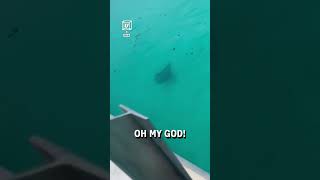 Stingray Jumps Out Of Clear Water 😮 🎥 Collab [upl. by Assil]