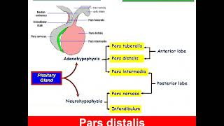 Histology of Pituitary Gland Dr Amal Mohamed Moustafa [upl. by Ingvar]