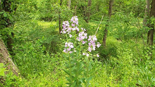 Dames Rocket Hesperis matronalis [upl. by Sarette]