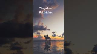 Nenjukkul Peidhidum Lyrics HD Status  Vaaranam Aayiram💕 lyricswhatsappstatus lyricsstatus hd [upl. by Terrie513]