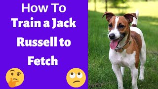 How to Train a Jack Russell Terrier to Fetch Something [upl. by Eyot]