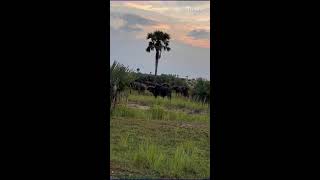 Adventure travel safari viralvideoExplore Explore [upl. by Ciro]