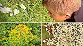 ÎlesdeBoucherville  Identification de plantes avec une gang de débiles [upl. by Selfridge]