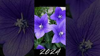 2024 Platycodon grandiflorus and 5000bce Platycodon grandiflorusmythical student shortvideo [upl. by Bohon228]