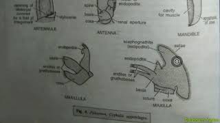 Appendages of the Prawn YashPartner [upl. by Aiasi]