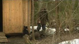 Baby bear cubs learn about outside [upl. by Eresed950]