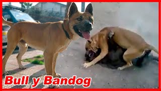 La PELIGROSA CRUZA de DOGO para acabar con el dingo – Pardog [upl. by Sehcaep699]