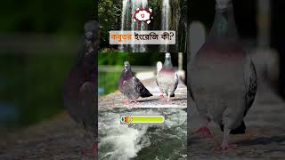 কাকাতুয়া ইংরেজি কীGuess the creature quiz facts shortsyoutube puzzle animals riddles birds [upl. by Tallula]