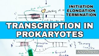 Transcription in prokaryotes  Initiation Elongation Termination  Bio science [upl. by Bergh962]