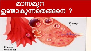 Menstrual cycle Malayalam  Menses Malayalam  menstruation  Ovulation [upl. by Blaze]