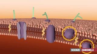 La membrana plasmatica tratto da Saraceni Strumia [upl. by Arahsal566]