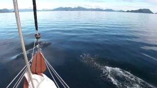 Porpoises in Prince William Sound [upl. by Haakon]