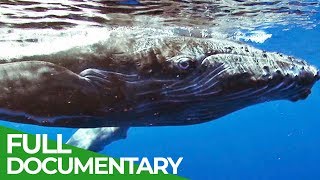 Humpback Whales in Danger  Blue Realm  Free Documentary Nature [upl. by Eillom]