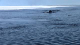 Bowhead whale [upl. by Emmit211]