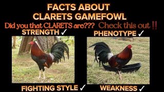 Facts about Clarets Gamefowl gamefowl breeder passion [upl. by Adine601]