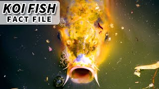 Koi Facts a FISH that lives 200 YEARS  Animal Fact Files [upl. by Cecelia611]