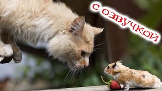 ПРИКОЛЫ С КОТАМИ КОТ против МЫШИ С ОЗВУЧКОЙ СМЕШНЫЕ КОТЫ Самые смешные животные [upl. by Savior87]