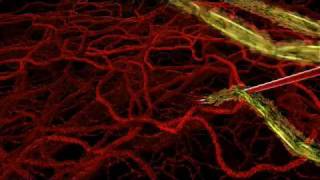 HHMI  Life Cycle of Malaria Parasite in Human Host [upl. by Schwing]