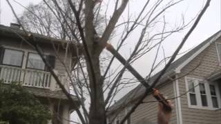 How to prune a young elm tree [upl. by Hastings]