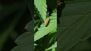 Honey Tailed Striped Sweat Bee [upl. by Madelaine]