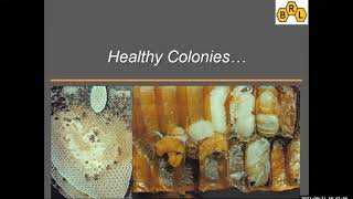 Honey Bee Disease Diagnostics amp Research at the Beltsville USDA Bee Lab  a NY Bee Wellness webinar [upl. by Reave]