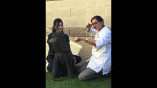 How to perform an ear exam on a dog [upl. by Tichon]