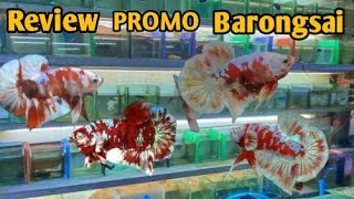 Review promo ikan cupang red barongsai kualitas female ready [upl. by Anitsyrc]