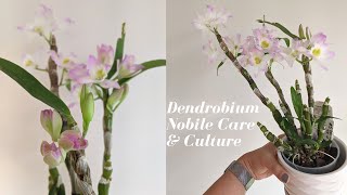 Dendrobium Nobile Care and Culture  How to Handle Winter Rest Period amp Get Blooms  2 Year Update [upl. by Alacim]