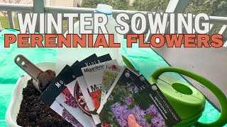 Winter Sowing Perennial Flowers Delphinium Milkweed Poppies Foxgloves Feverfew and more [upl. by Eldwun81]